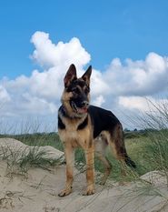 Ikarus Canis Invictus Ikarus Canis Invictus