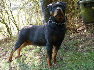 Lola von der Siegquelle II Lola von der Siegquelle II