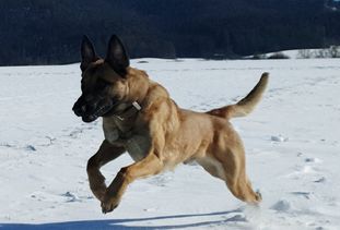 Jasper vom Streitwald Jasper vom Streitwald