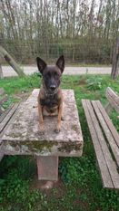 Orka LOF 296500 (Brylowski) Orka LOF 296500 (Brylowski)