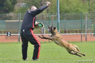 Carina Ajka Force Canina Carina Ajka Force Canina