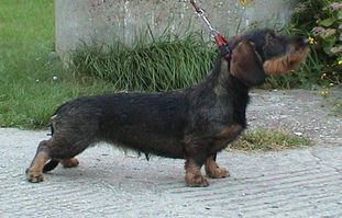 Ornela Kamenny potok Ornela Kamenny potok