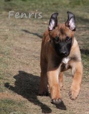 Fenris von Bradenton Fenris von Bradenton