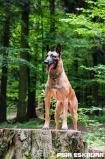 Quo Vadis Canis Bebeto Quo Vadis Canis Bebeto