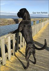 Qup vom Rehfeld Qup vom Rehfeld