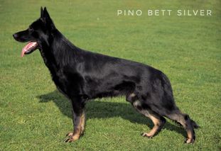 Pino Bett Silver Pino Bett Silver