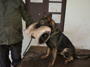 Maximus vom Merchweilerland Maximus vom Merchweilerland