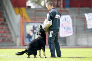 Pancho vom Marksbachtal Pancho vom Marksbachtal
