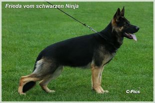 Frieda vom schwarzen Ninja Frieda vom schwarzen Ninja