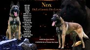 Nox de la Croisée des loups