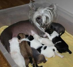 Dogtrix Allsidiga Amalia Dogtrix Allsidiga Amalia