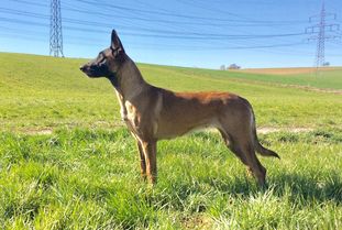 Fame Force Canina Fame Force Canina