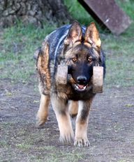 Archie z Reznickeho dvora Archie z Reznickeho dvora