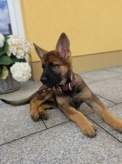 Loki vom Hause Siegerblut Loki vom Hause Siegerblut