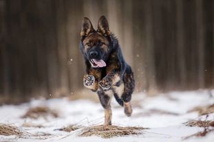 Hubertus All Wolvess Hubertus All Wolvess