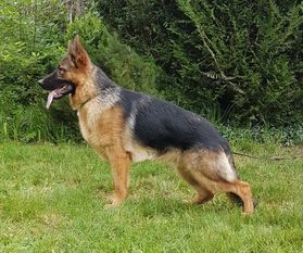 Simba von der Sandkautschneise Simba von der Sandkautschneise