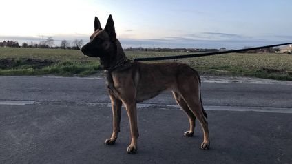 Donna van de Lobo Hoeve Donna van de Lobo Hoeve