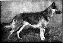 Dieb von der Liebchensmühle