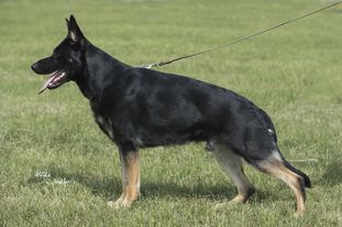 Cooper vom Selenter See Cooper vom Selenter See