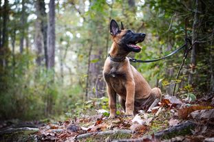 Navi vom Skyfall Navi vom Skyfall