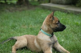 Rogue Baranja Black Hill's Rogue Baranja Black Hill's