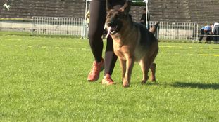 Simba vom Hühnegrab Simba vom Hühnegrab