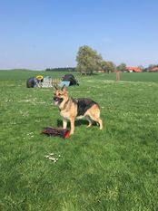 Cora von Blaufränkischland Cora von Blaufränkischland