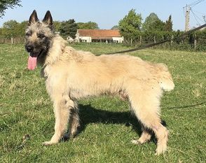 Fonzy von Lieblingen Fonzy von Lieblingen
