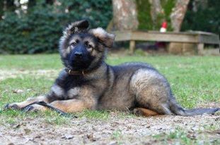 Beast von den drei schwarzen Eichen Beast von den drei schwarzen Eichen