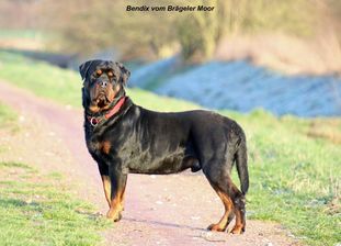 Bendix vom Brägeler Moor Bendix vom Brägeler Moor