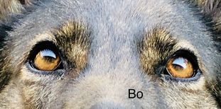 Bo von der Geigenbauersiedlung Bo von der Geigenbauersiedlung