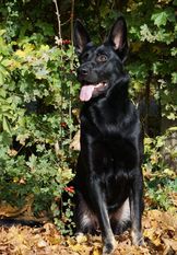 Timberley vom Wolfsdreieck Timberley vom Wolfsdreieck