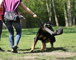 Fussion Quick Decision Krolewska Kraina Fussion Quick Decision Krolewska Kraina