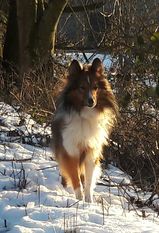 Mexx from the Crazy Shelties Mexx from the Crazy Shelties
