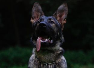 Duke vom Teufelsklan Duke vom Teufelsklan