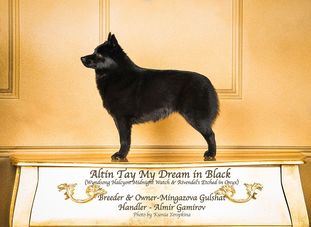 Altin Tay My Dream In Black Altin Tay My Dream In Black