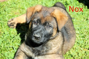 Nox Macaregra Nox Macaregra