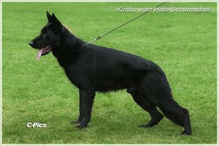 Kimbo vom Hofe Schumacher Kimbo vom Hofe Schumacher