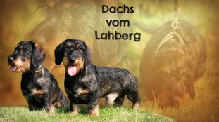 Dachs vom Lahberg Dachs vom Lahberg