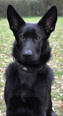 Bella von den Söhrewölfen Bella von den Söhrewölfen