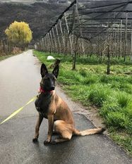 Nutella ROI 17/176665 (Ghizzoni) Nutella ROI 17/176665 (Ghizzoni)