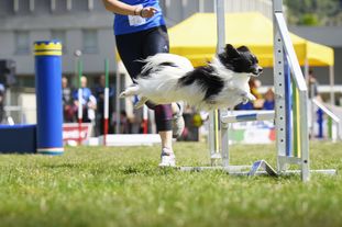 Enea de le Premier Papillon Enea de le Premier Papillon