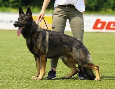 Lamar vom Wolfsheim Lamar vom Wolfsheim