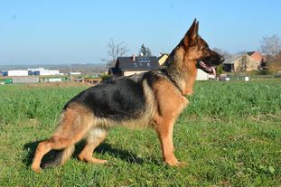 Qira Suche Lazce Qira Suche Lazce