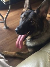 Savannah von der Schiffslache Savannah von der Schiffslache