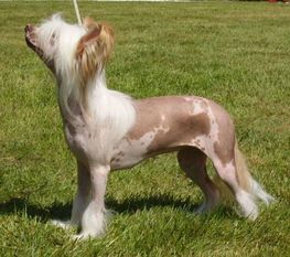 Crested Starz Galadriel Crested Starz Galadriel