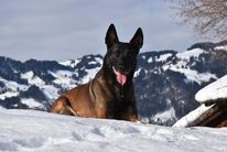 Kimo vom Kistenstein