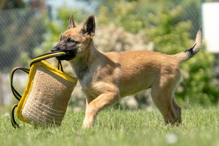 working-dog Magnum working-dog Magnum