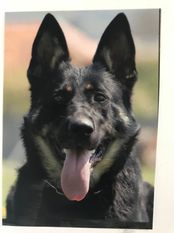 Ester Ziva dog Family Ester Ziva dog Family