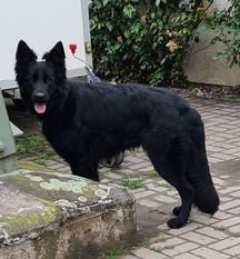 Cira von den drei schwarzen Eichen Cira von den drei schwarzen Eichen
